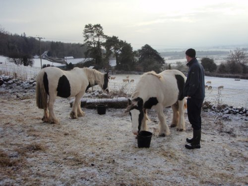 Two Gipsy Cobs with Mark