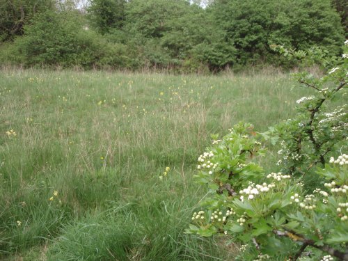 Intake field before hedge laying
